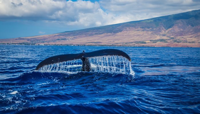 photography-of-whale-tail-in-body-of-water-804181